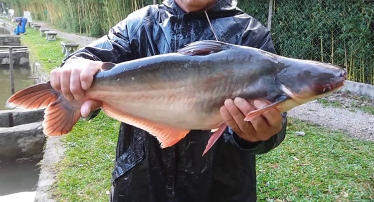 peixe panga