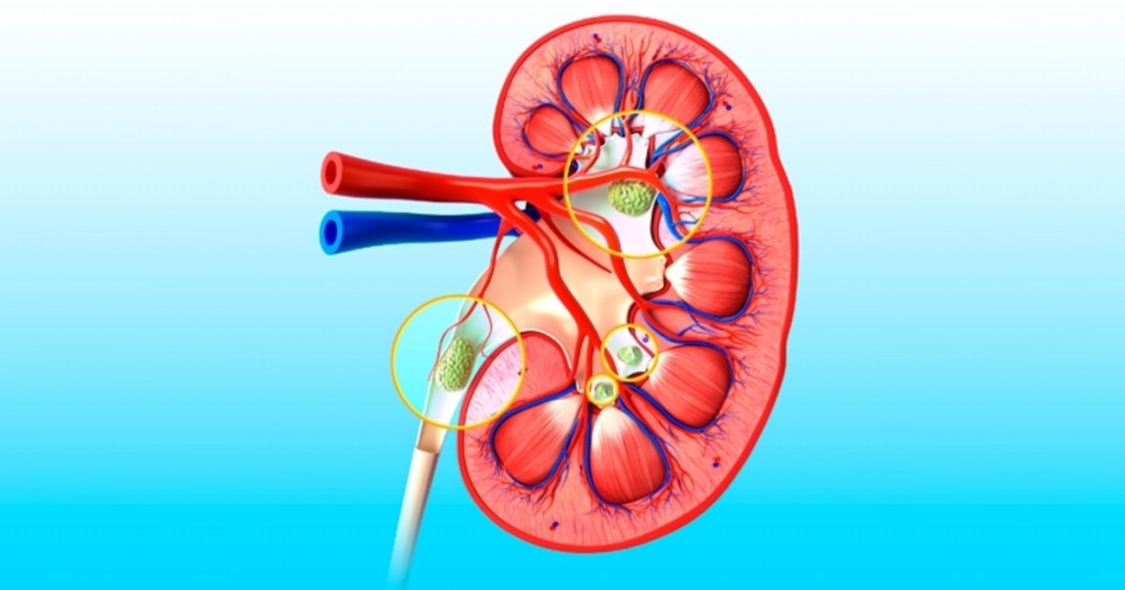 rins Dicas de Saúde rins Dicas de Saúde
