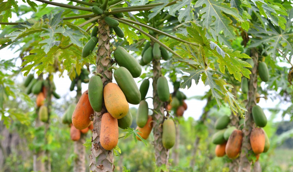 Frutas ricas em vitamina C