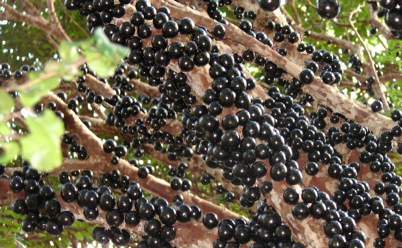 jaboticaba é uma fruta estranha