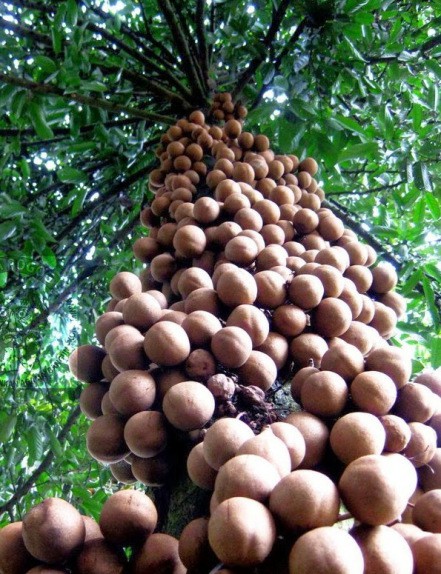 kepel é uma fruta estranha