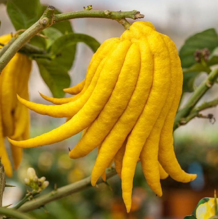 mão de bula é uma fruta estranha