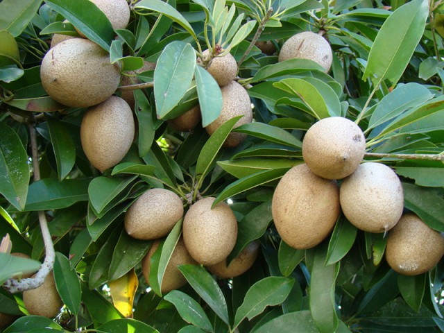 sapota é uma fruta estranha