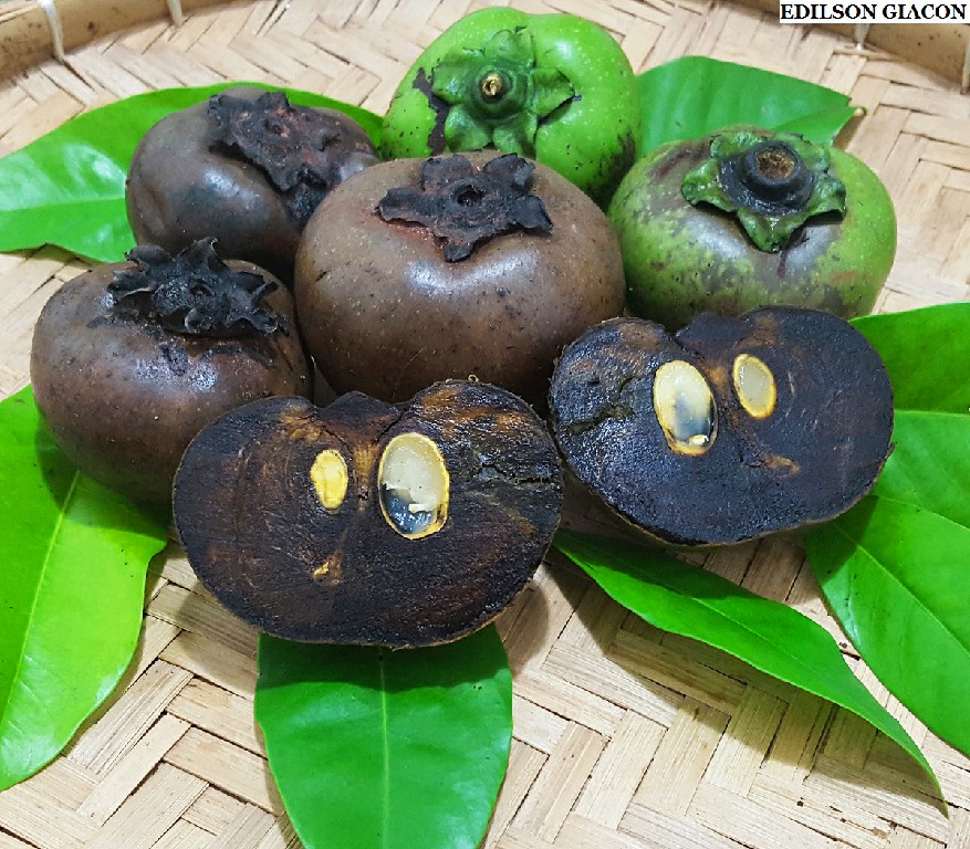 sapote preto é uma fruta estranha