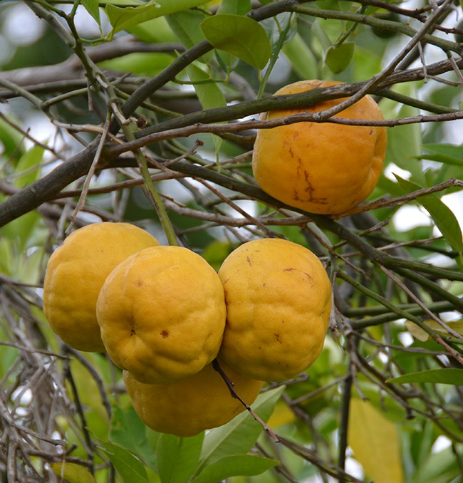 ugli é uma fruta estranha