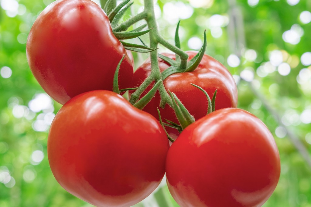 tomate causa intoxicação alimentar