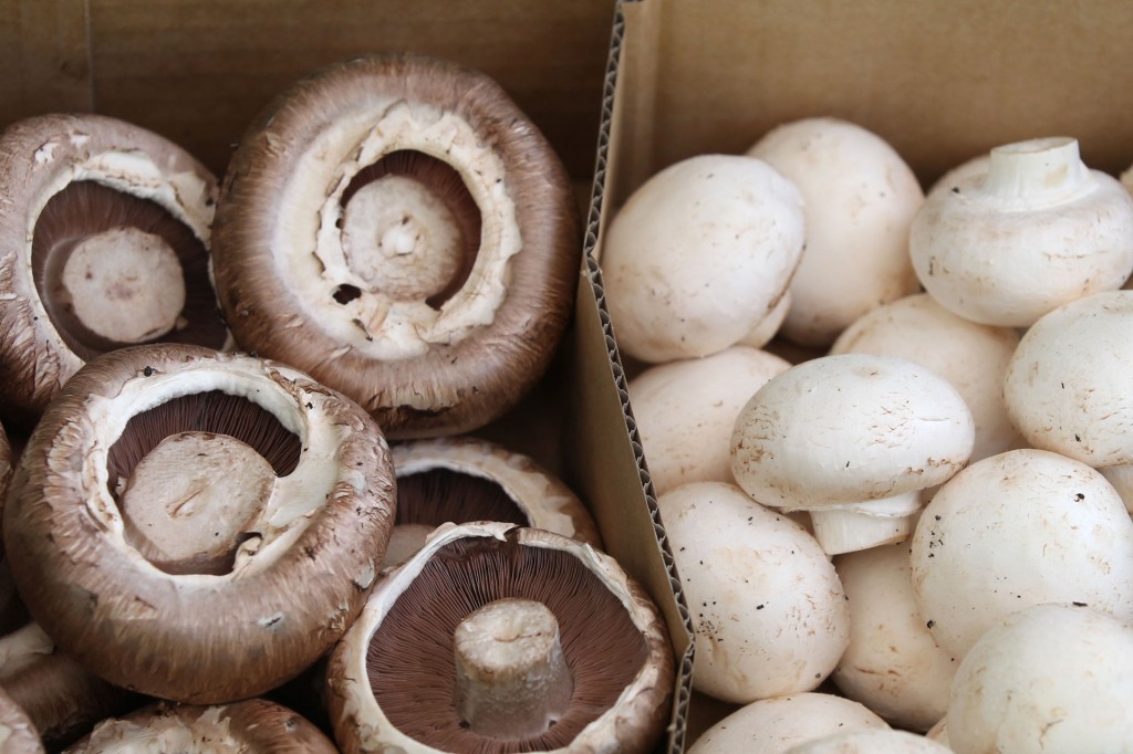 cogumelos causam intoxicação alimentar