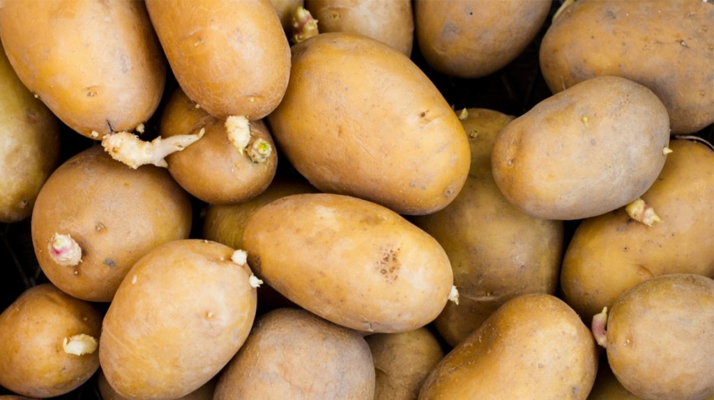 batata não de deve guardar na geladeira