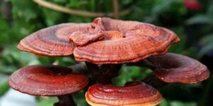 cogumelo reishi para a imunidade