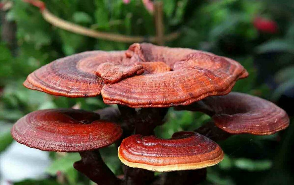 cogumelo reishi para a imunidade