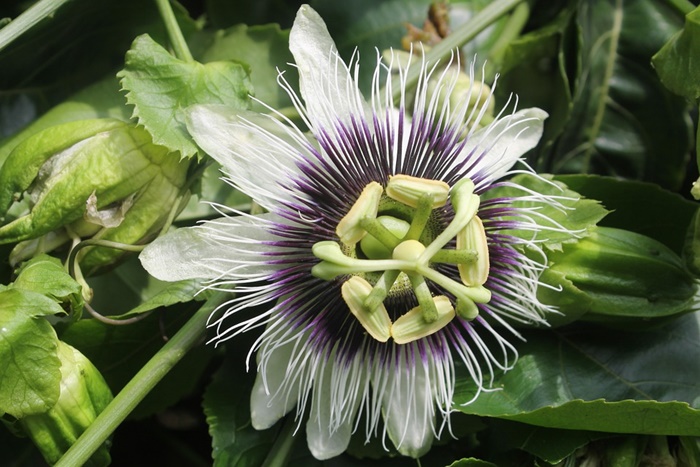 flor de maracujá para dormi melhor