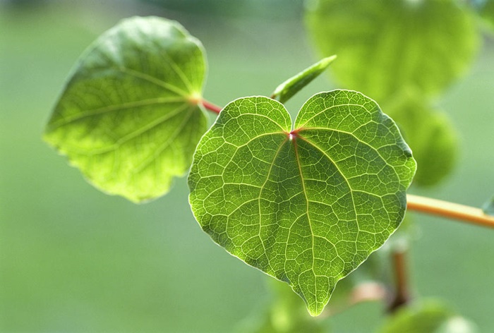 planta kava é um remédio natural para dormi melhor