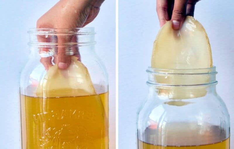 kombucha e um alimento fermentados