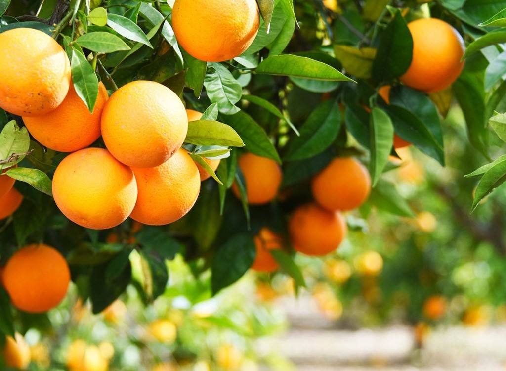 laranjas ajuda aliviar os sintomas de resfriado