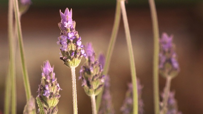 lavanda remédio natural para dormi melhor