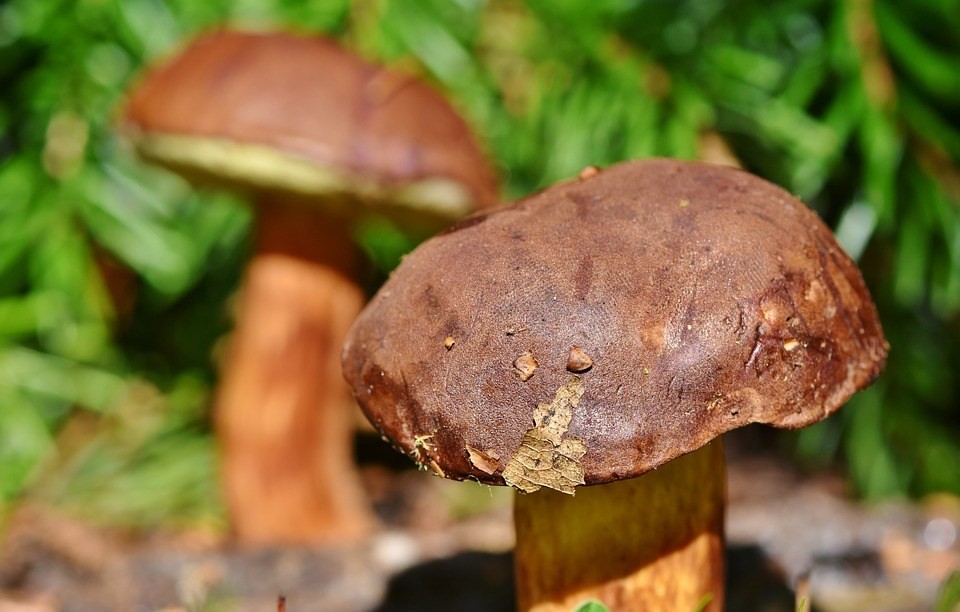 o cogumelo reish estimula nossa imunidade