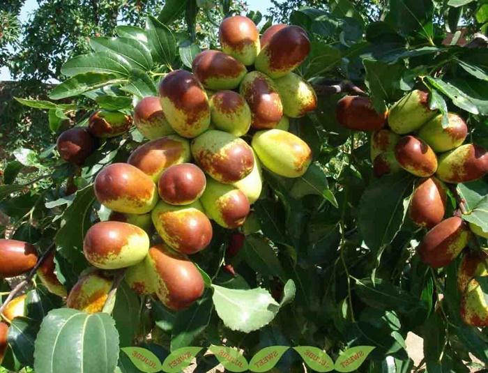 planta jujuba remédio natural para dormir melhor