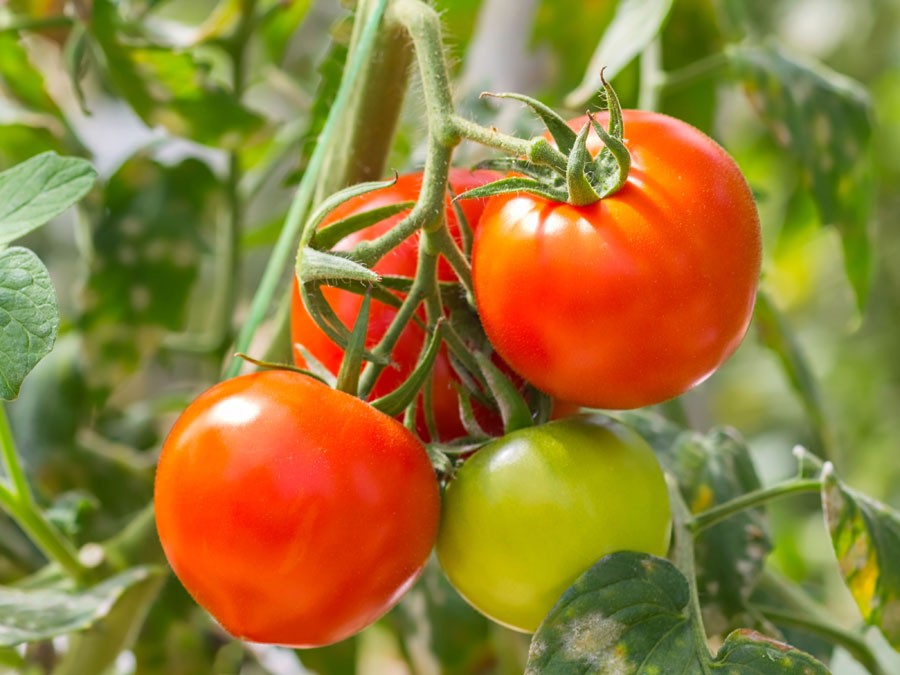 tomate não de deve guardar na geladeira