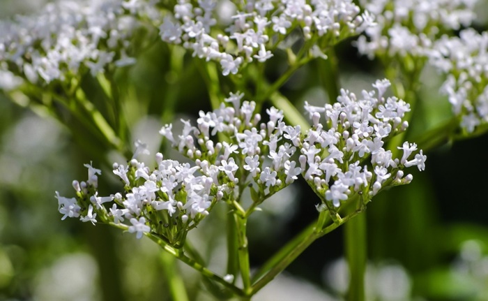 valeriana é remédio natural para dormi melhor