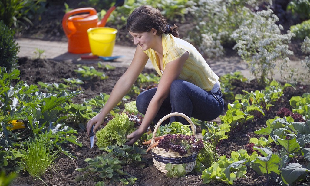 a jardinagem oferece alimentos mais saudáveis