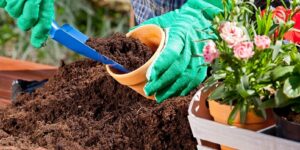 benefícios da jardinagem para saúde