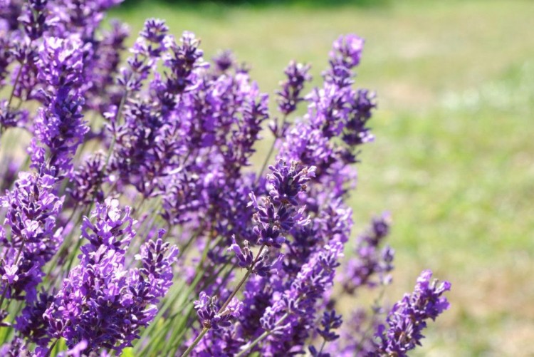 lavanda para ansiedade