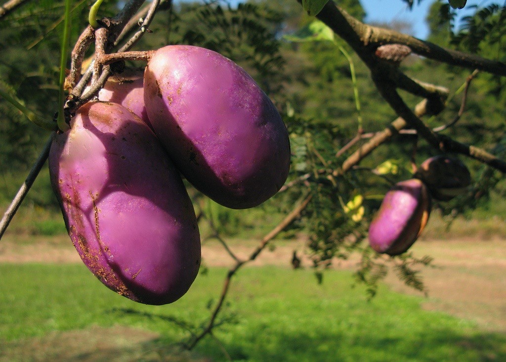 akebia e uma fruta exotica