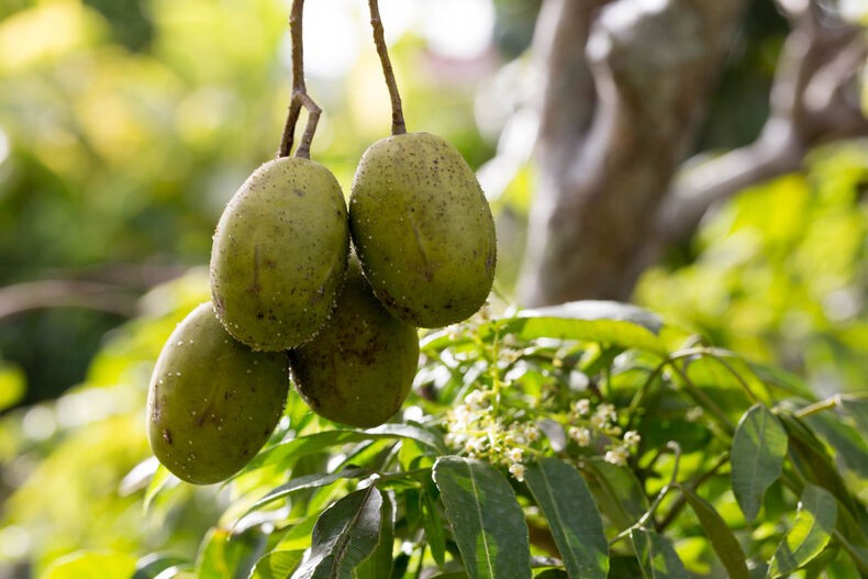 ambarella e uma fruta exotica