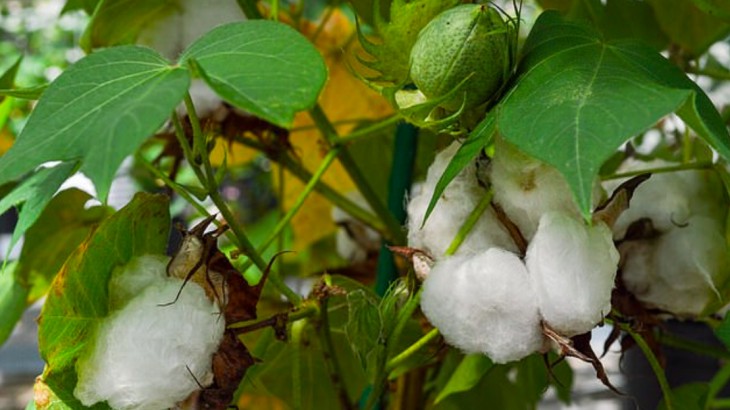 beneficios da folha de algodão