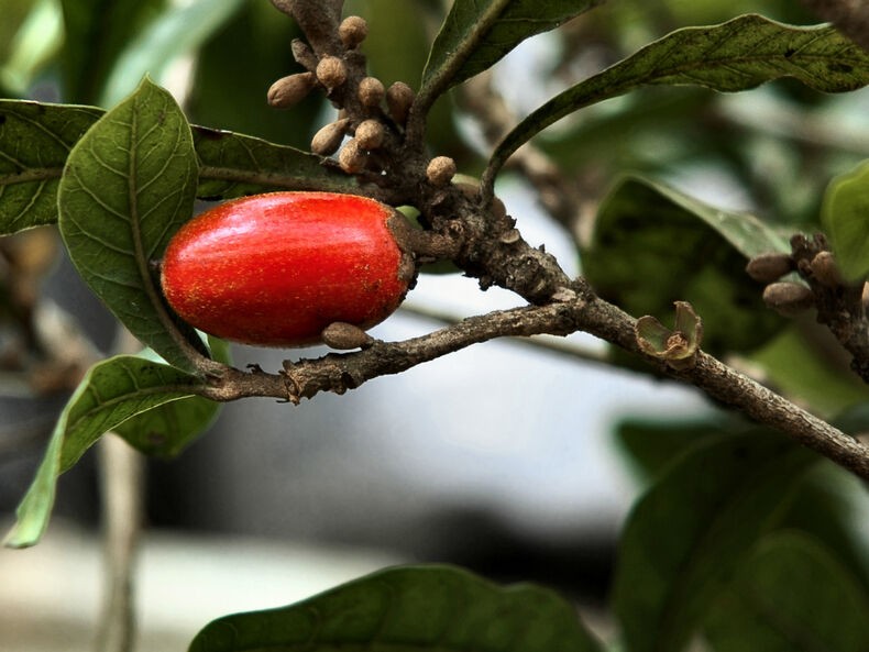 fruta milagrosa e uma fruta exotica