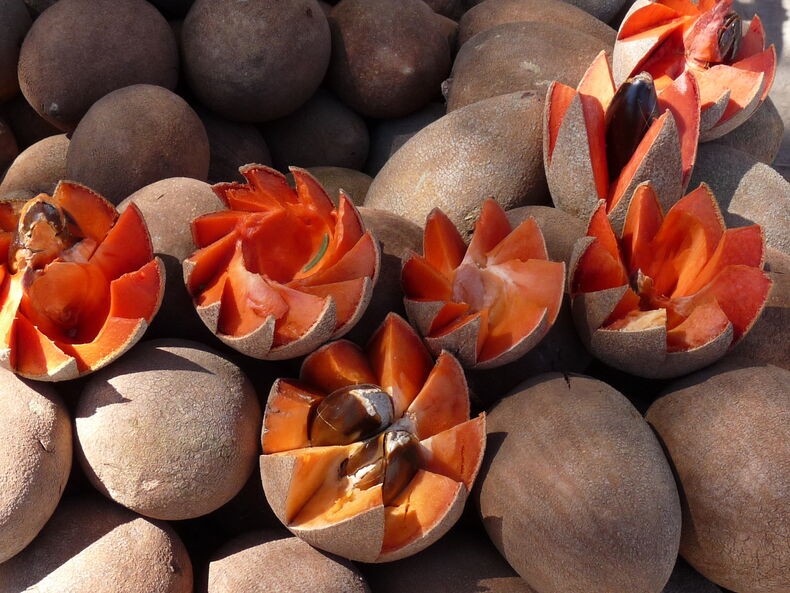 mamey e uma fruta exotica