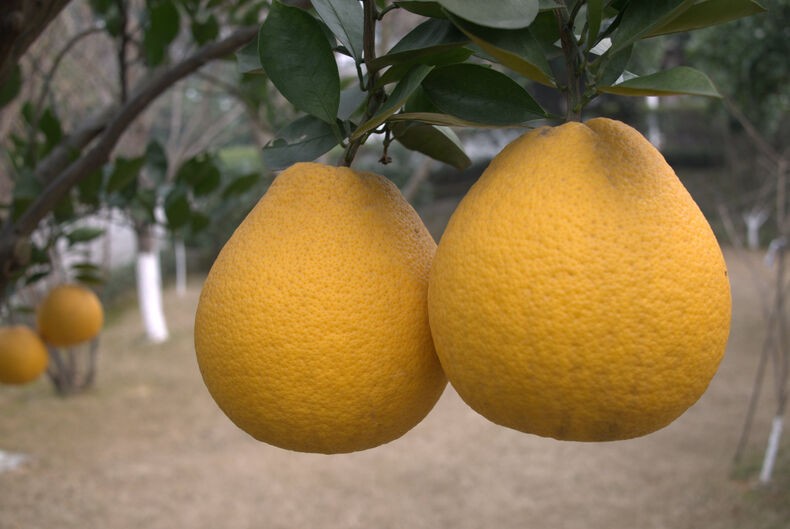 pomelo e uma fruta exotica