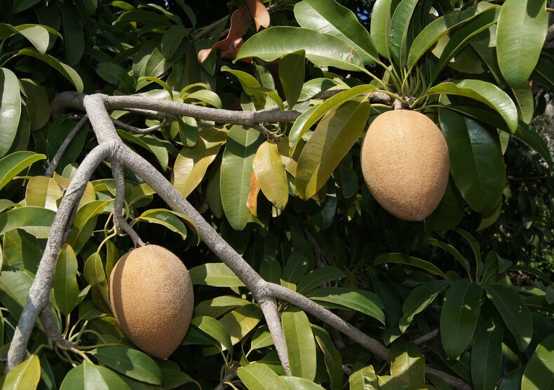 sapodilla e uma fruta exotica