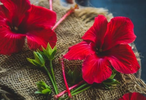 beneficios do cha de hibisco