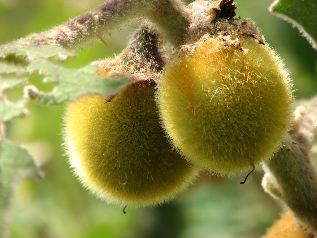 Kiwi hua