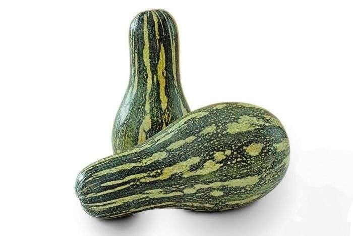 abobora gourd general