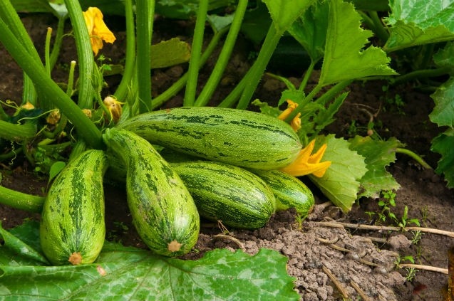 abobrinha italiana verde-escura