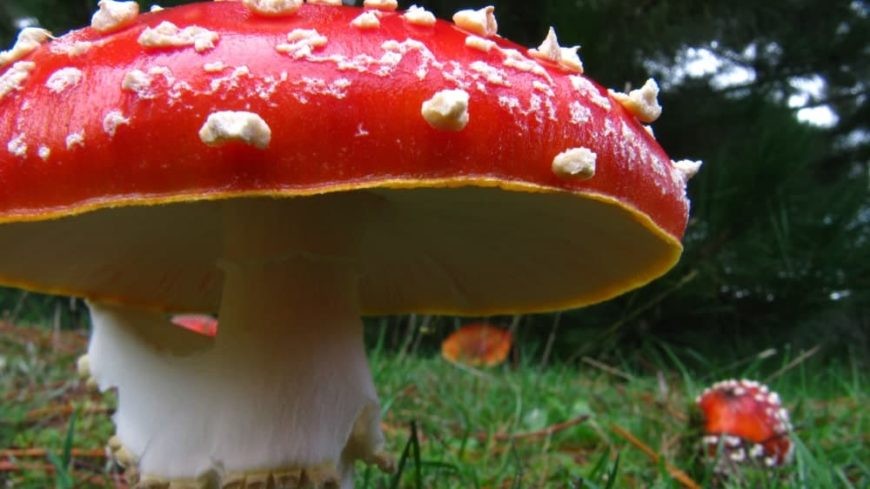 amanita