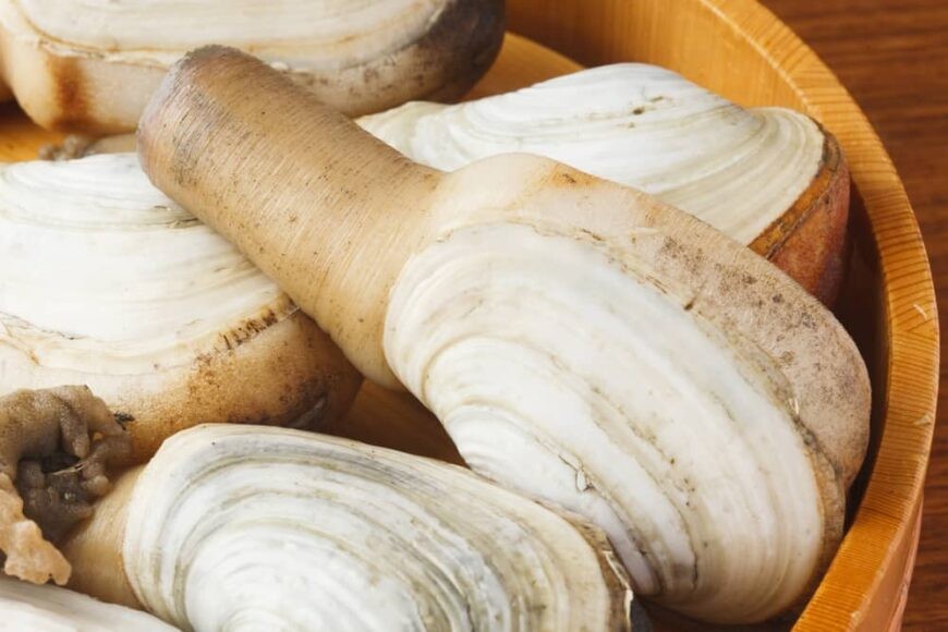 ameijoas geoduck