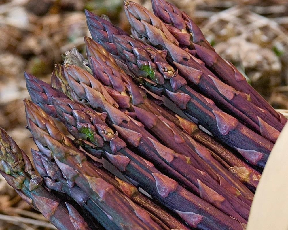 aspargos paixao roxa