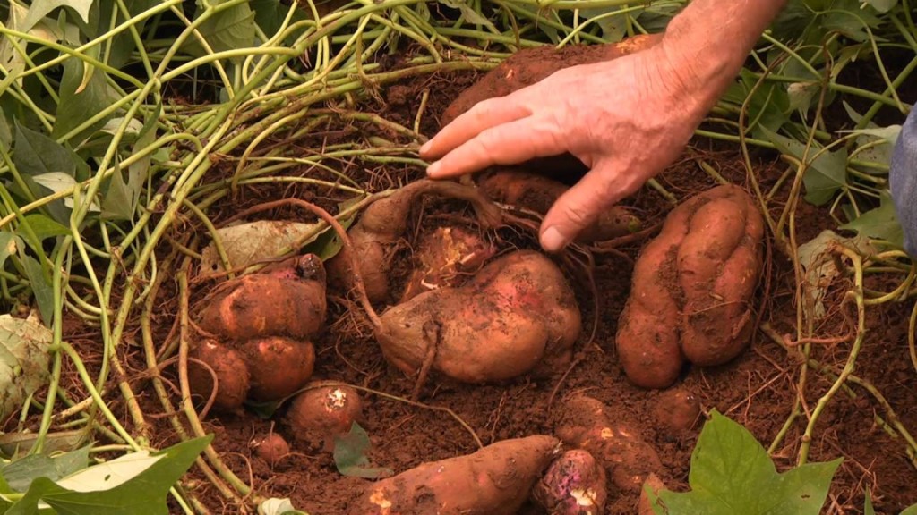 batata doce do sul