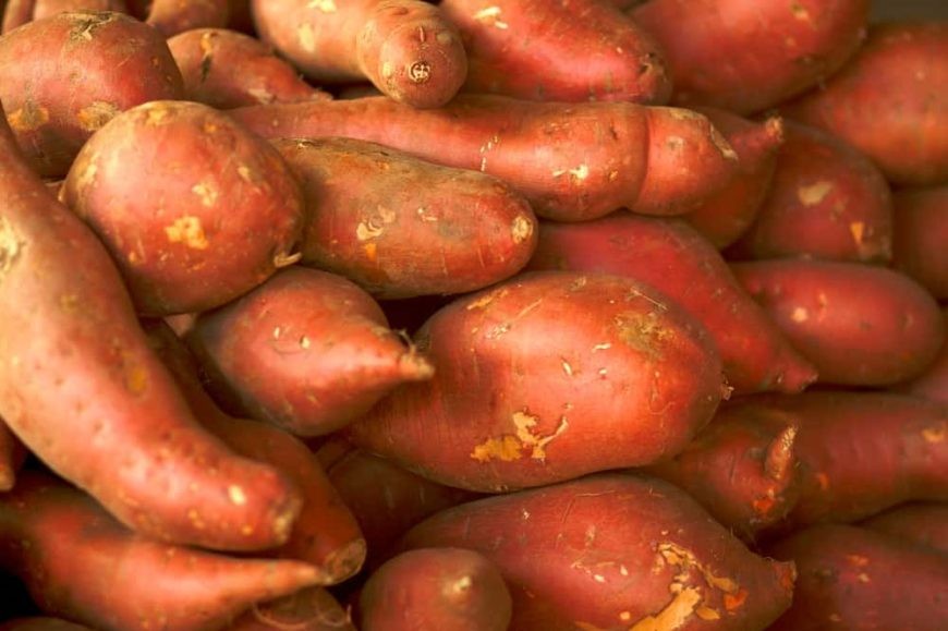 Batata doce red garnet