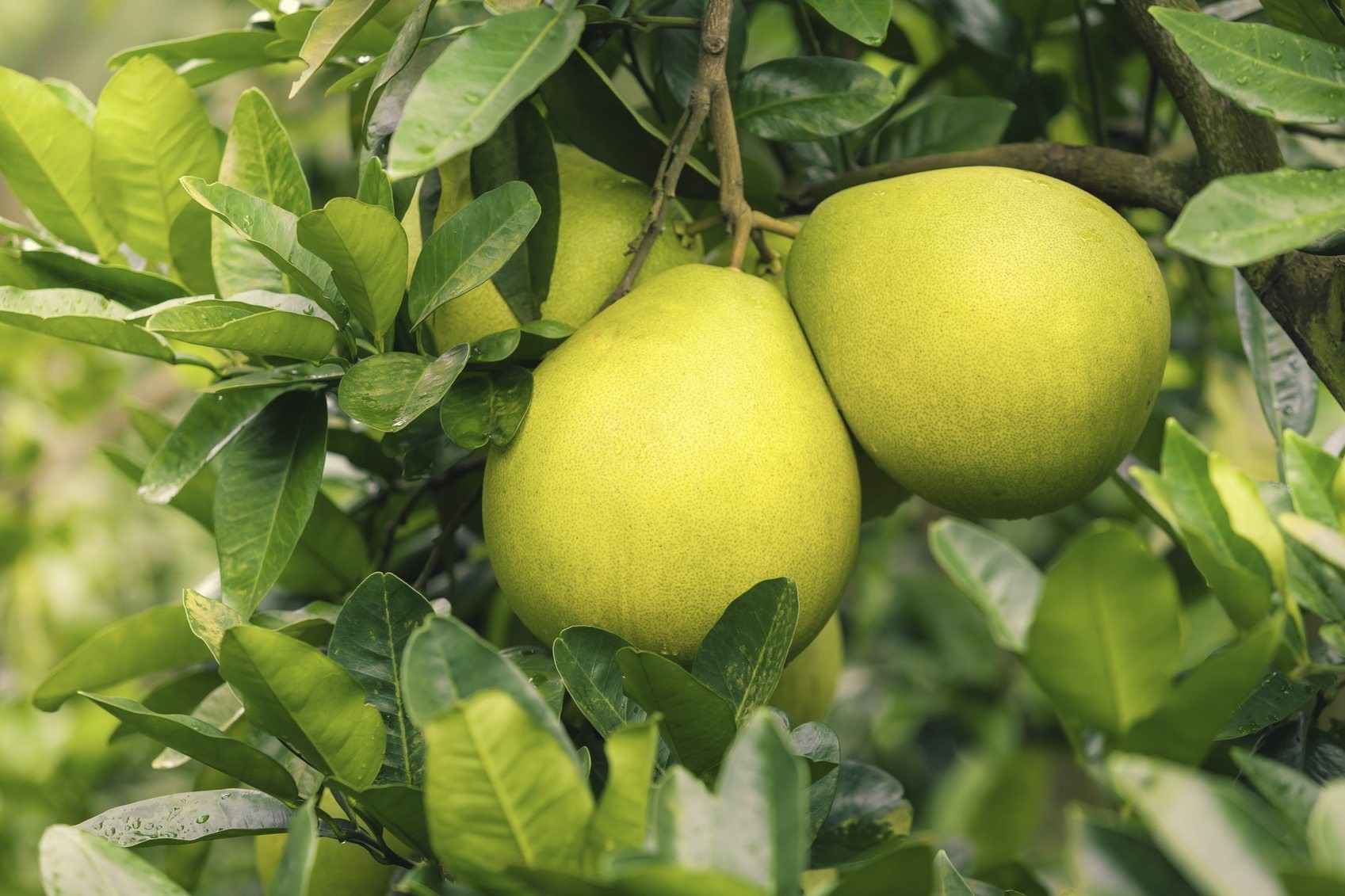 Benefícios do pomelo para a saúde