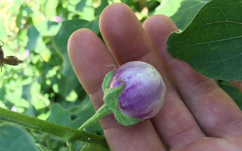 berinjela malva redonda chinesa