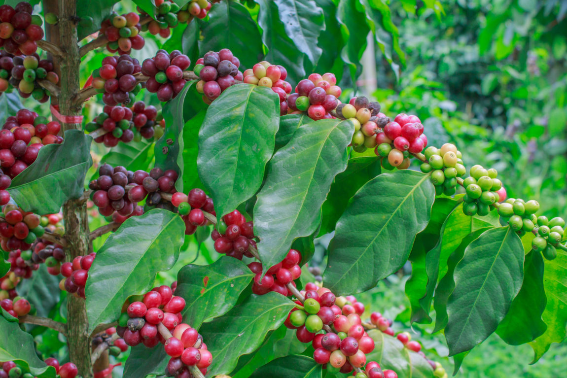 cafe híbrido