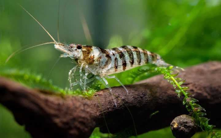 camarao caridina babaulti