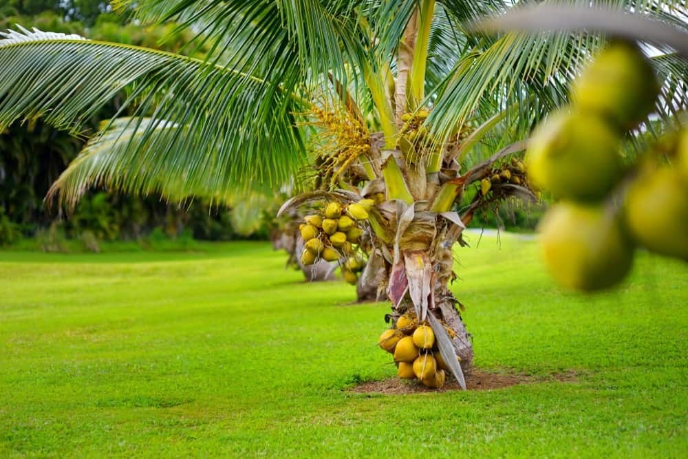 coco anao de fiji