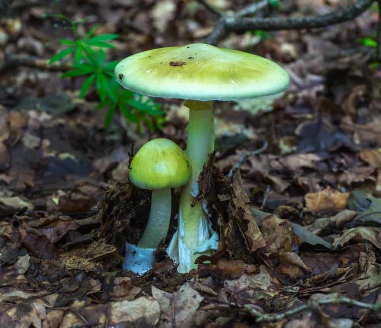 cogumelo deathcap