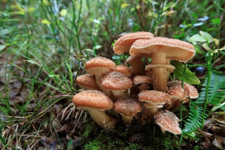 cogumelo honey agaric