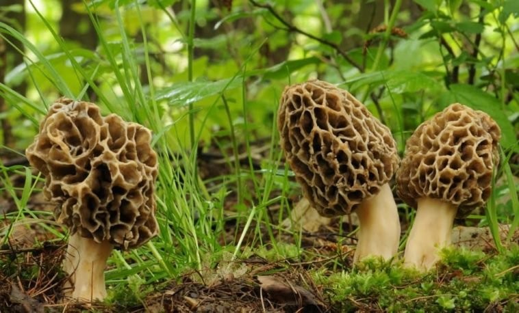 cogumelo morel